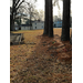 A view of three trees next to a job site for a house.