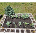  Plants growing in a small plot in the community garden. 