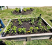  Small plot with plants surrounded by a wooden frame. 
