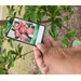  Hand holding a seed packet with a plant in the background. 