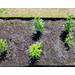  A small plot with several plants in the community garden. 