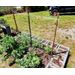  A garden plot with plants and stakes in it. 