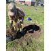  A man separating roots while planting trees. 