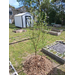  A freshly planted River Birch tree.  